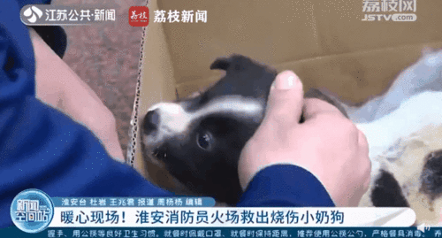 央视新闻爆料小狗,小狗生成技术引发伦理争议