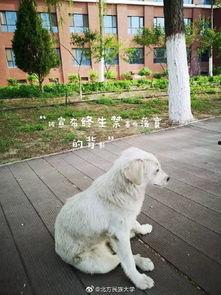 央视新闻爆料小狗,小狗生成技术引发伦理争议 第2张 央视新闻爆料小狗,小狗生成技术引发伦理争议 第2张