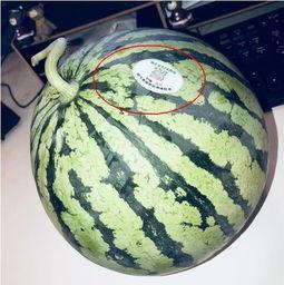 务川网红吃瓜,揭秘务川美食背后的故事  第1张