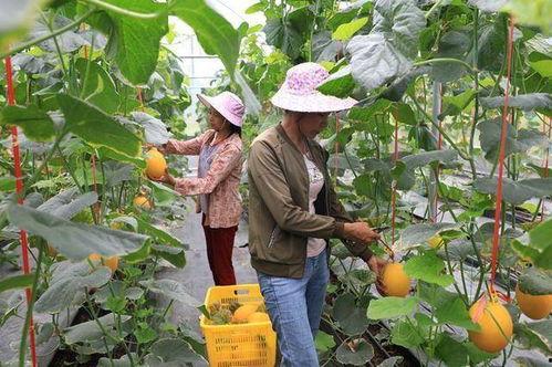 务川网红吃瓜,揭秘务川美食背后的故事  第3张