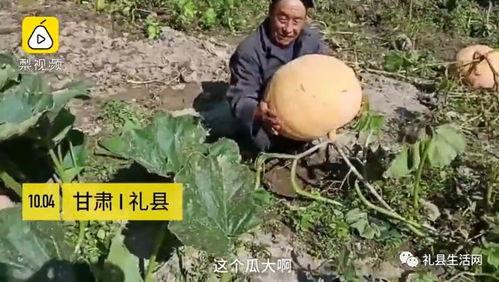 礼县吃瓜网红事件始末是什么,一场网络舆论的风暴与反思 第1张 礼县吃瓜网红事件始末是什么,一场网络舆论的风暴与反思 第1张