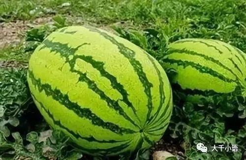 中卫网红如何吃瓜视频,一网打尽热门视频  第2张