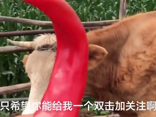 红辣椒在线观看神马,神马在线，激情燃烧的视觉盛宴