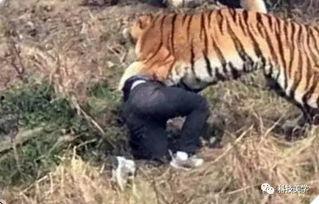 成都老虎爆料视频最新版,揭秘事件真相与幕后黑幕