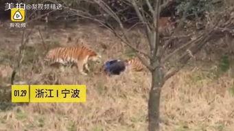 成都老虎爆料视频最新版,揭秘事件真相与幕后黑幕 第3张 成都老虎爆料视频最新版,揭秘事件真相与幕后黑幕 第3张