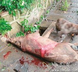 武汉野猪爆料事件视频曝光,揭秘事件背后真相