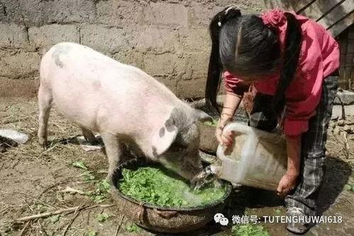 杀猪饲料女友爆料视频,揭露黑幕背后的惊人真相