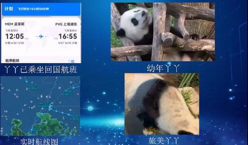 yy大熊猫最新爆料消息