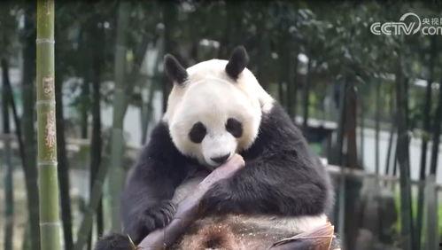 yy大熊猫最新爆料消息 第3张 yy大熊猫最新爆料消息 第3张