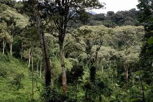 2014丛林在线观看,2014年丛林冒险电影丛林在线观看精彩回顾