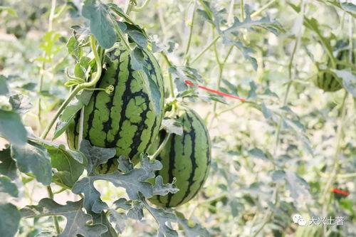 沂水吃瓜网红,揭秘乡村网络红人的崛起之路 第3张 沂水吃瓜网红,揭秘乡村网络红人的崛起之路 第3张