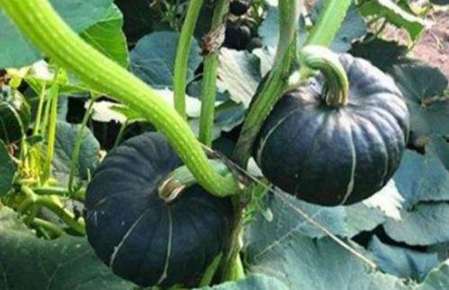 那些吃瓜退网的网红是谁,那些因吃瓜退网的网红背后的故事 第2张 那些吃瓜退网的网红是谁,那些因吃瓜退网的网红背后的故事 第2张