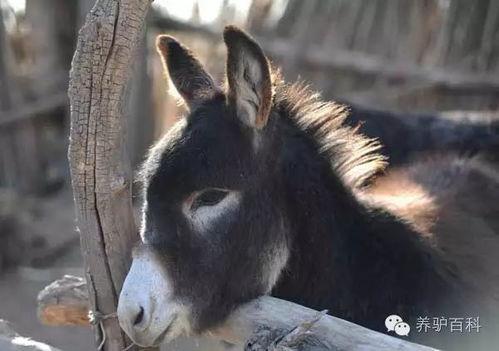 二驴爆料辛巴历史视频,揭秘二驴爆料背后的历史视频 第3张 二驴爆料辛巴历史视频,揭秘二驴爆料背后的历史视频 第3张