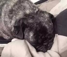 巴哥最新爆料,娱乐圈最新爆料大起底