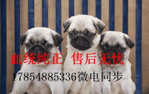 巴哥最新爆料,娱乐圈最新爆料大起底  第2张