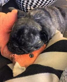 巴哥最新爆料,娱乐圈最新爆料大起底  第3张