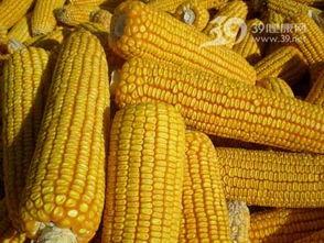 玉米卖货爆料视频,爆款视频背后的卖货秘诀 第2张 玉米卖货爆料视频,爆款视频背后的卖货秘诀 第2张