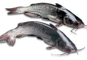 落汤鱼最新爆料图片视频,独家图片视频大揭秘！  第2张